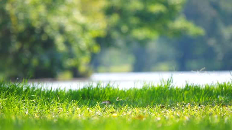 YardPro Shop -YardPro Shop background35